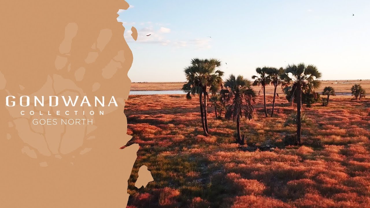 King Nehale/Gondwana Collection Goes North