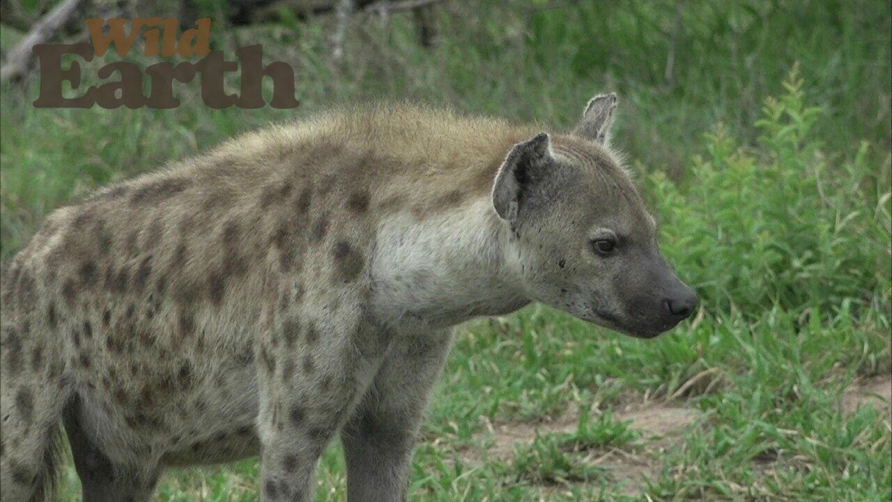 Dominant Hyena Cubs