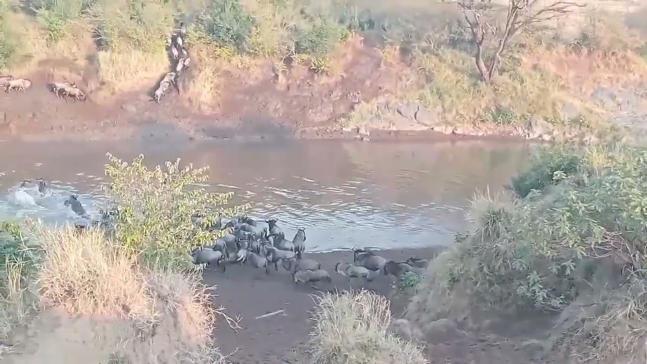 Huge herd crosses the Mara river near Lookout Hill