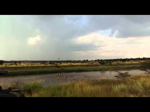 Double crossing at the Mara River - HerdTracker 6 July 2015