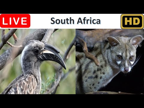 🔴LIVE - Africa Wildlife | Magnificent Birds, Bushbabies, Genets & Bats