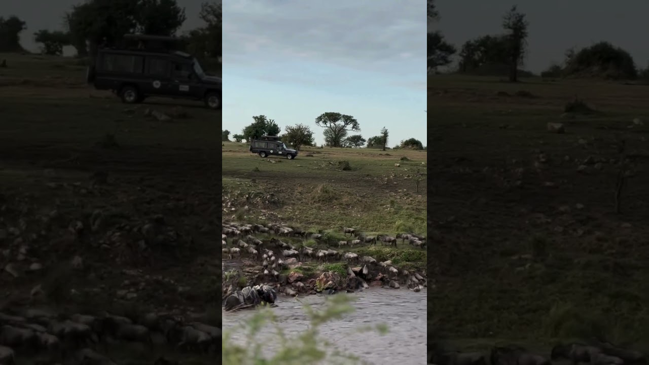 Wildebeest herds spotted at crossing point nr. 0!