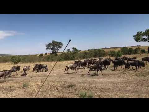 Latest #HerdTracker update: Great Wildebeest Migration spotted in the Masai Mara