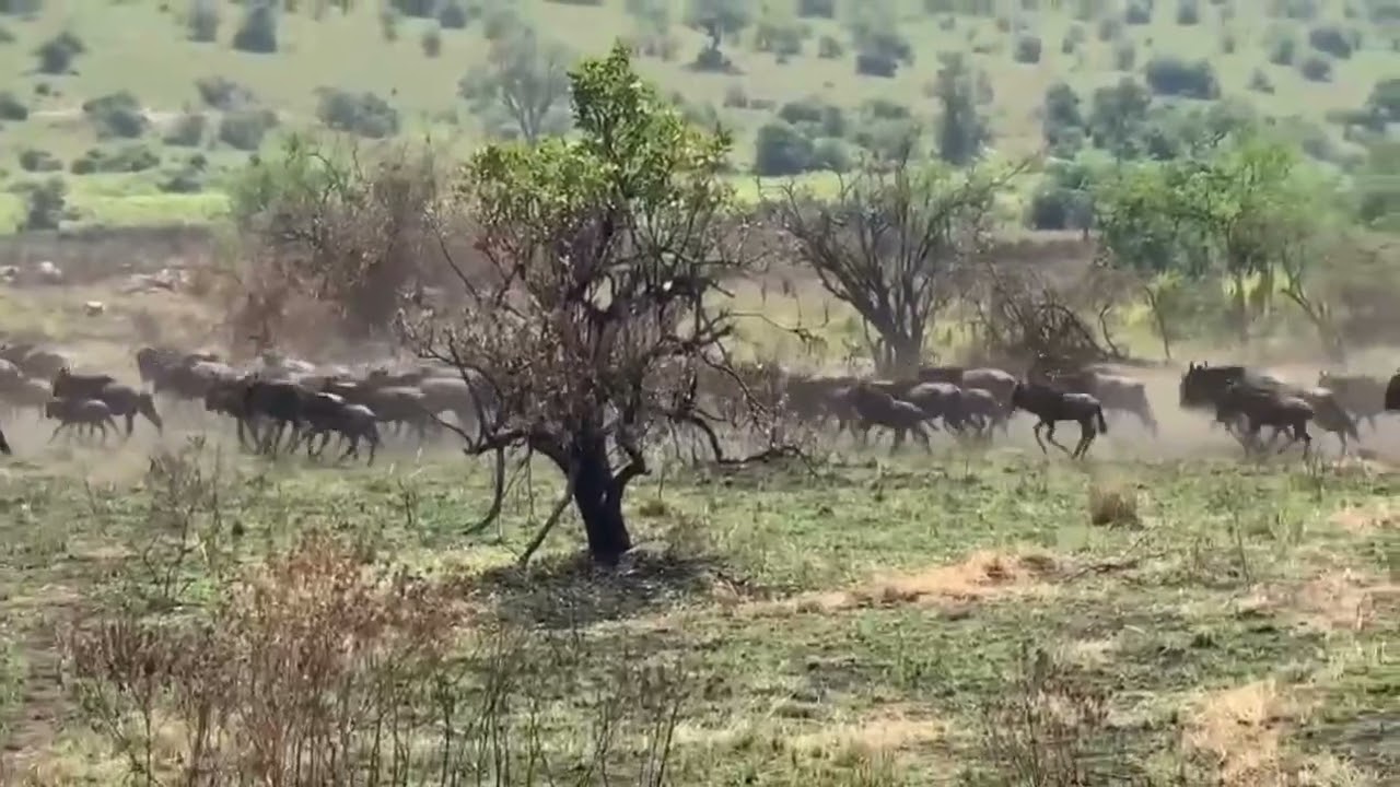 Large wildebeest herds arrive in Kogatende!