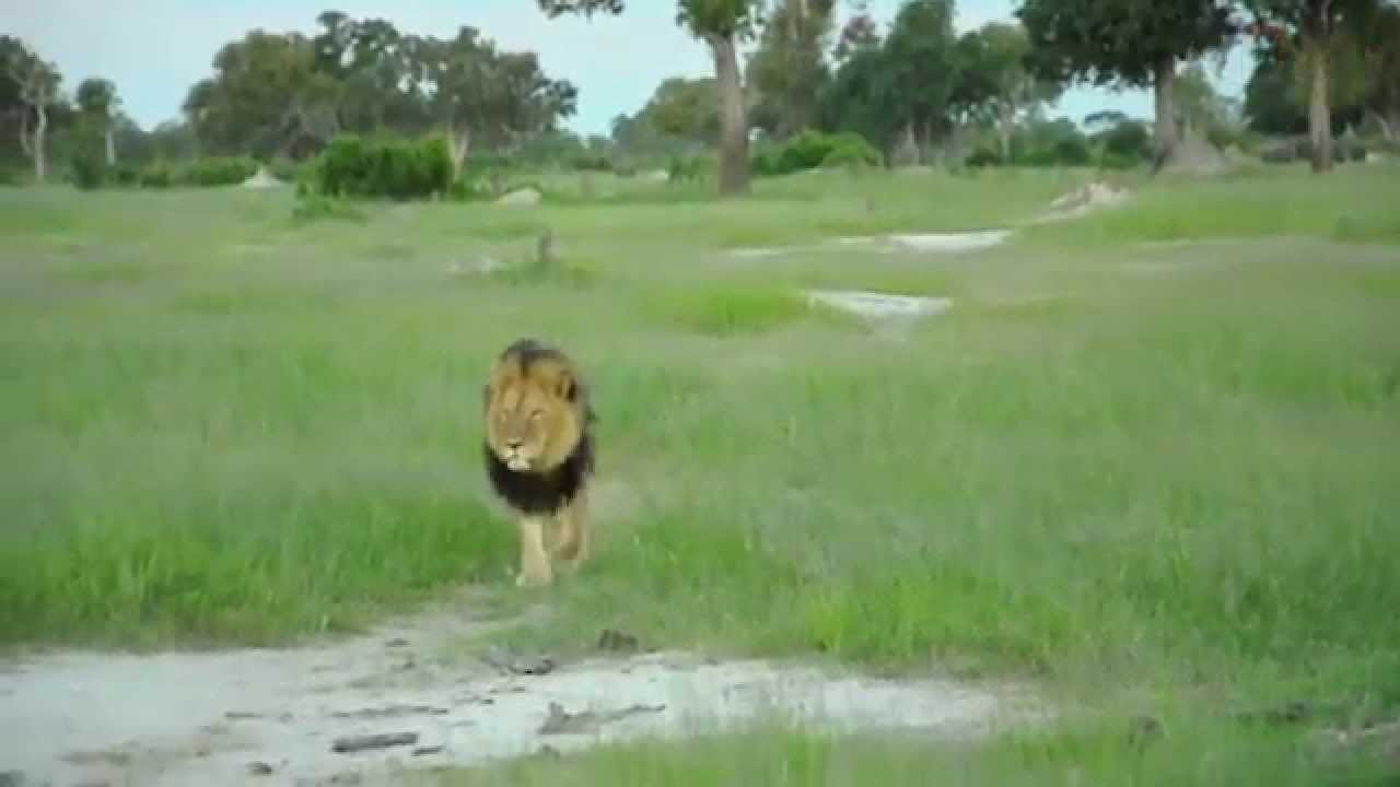 Cecil at Somalisa Camp