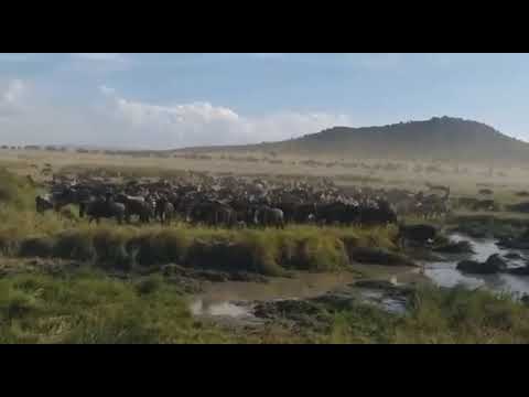 Herdtracker Update: 12 April 2022