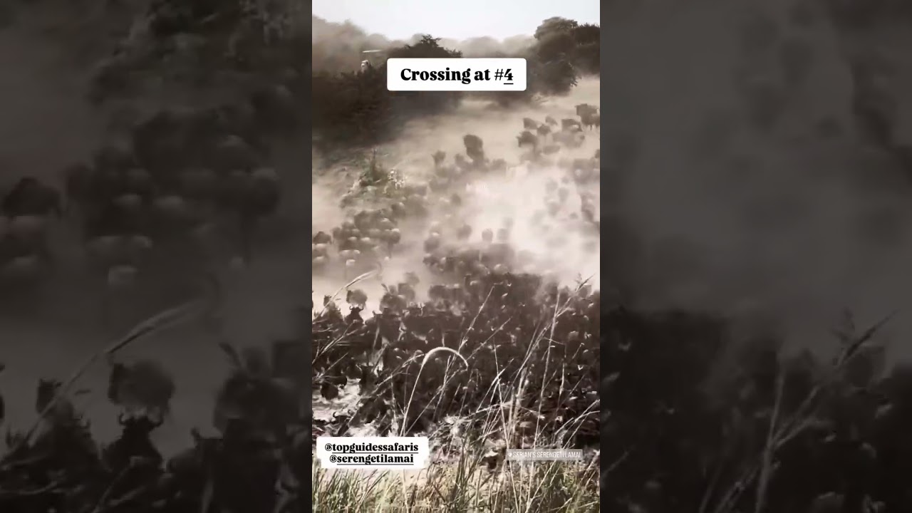 Large herd of wildebeest seen at crossing point 4!  #wildlife #wildebeest #migration