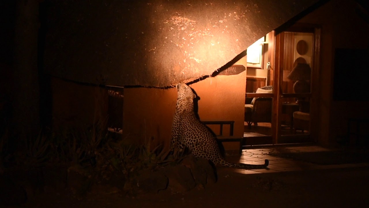 LEOPARD in CAMP