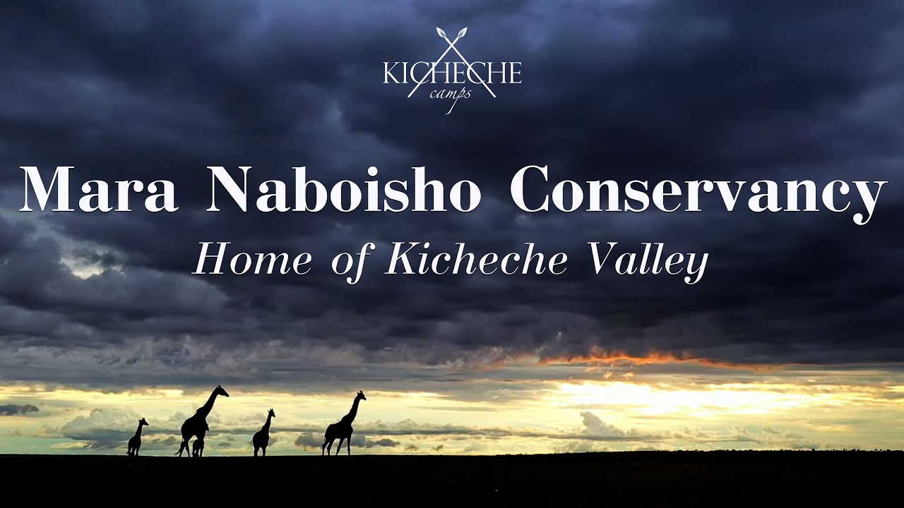 Mara Naboisho Conservancy - home of Kicheche Valley Camp