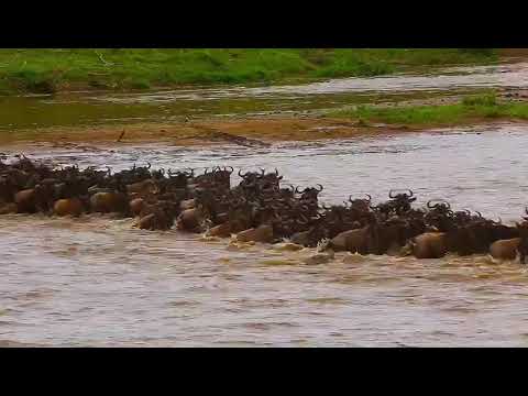 Latest #HerdTracker update: Crossing at no7 from the north Serengeti to south Serengeti