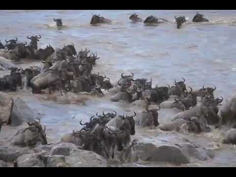 Great Wildebeest Migration crossing high water levels in the Mara River