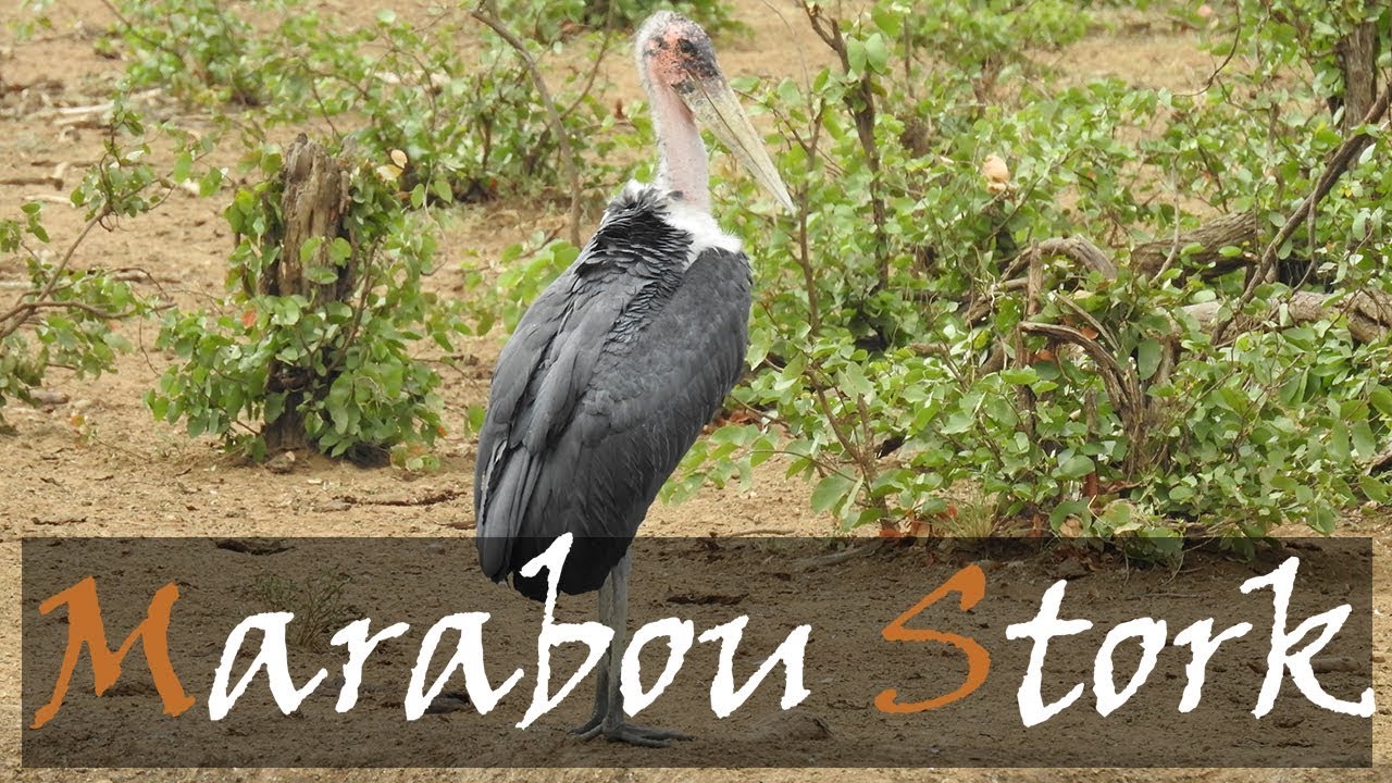 Marabou Stork (Leptoptilos crumenifer) Bird Call | Stories Of The Kruger