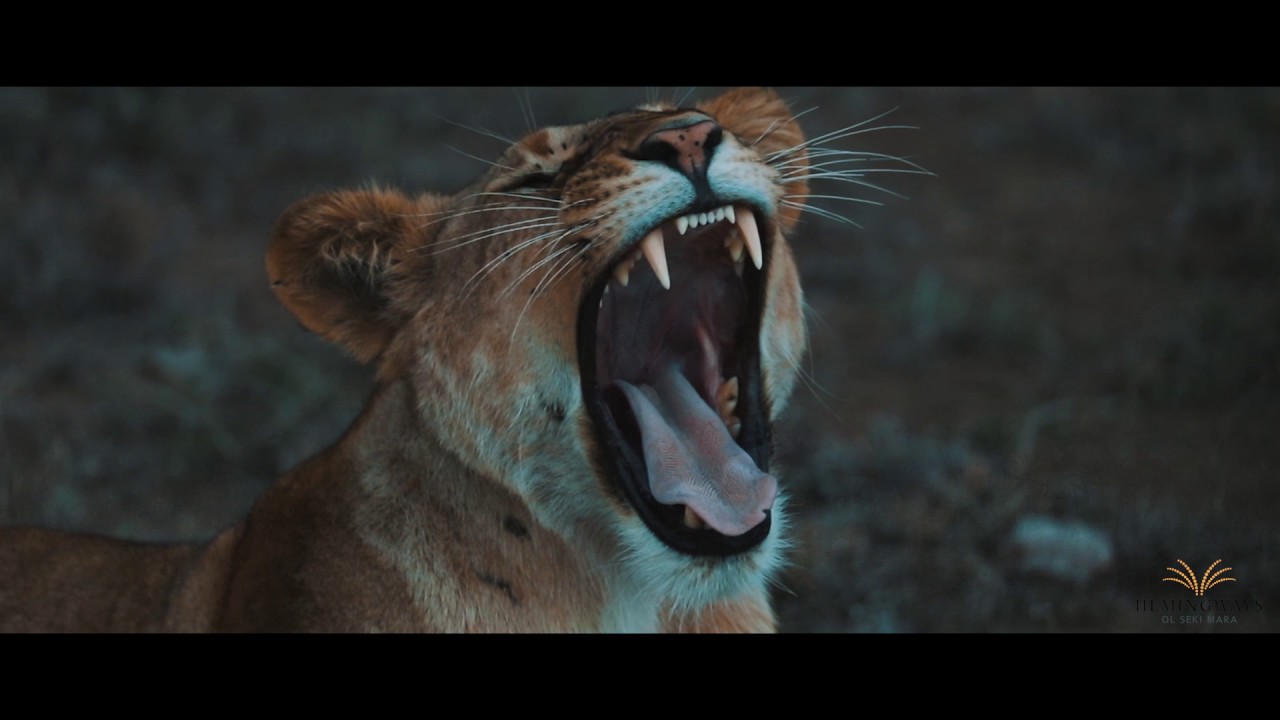 Safari Experience | Hemingways Ol Seki Mara