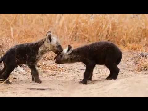 Cheetah Plains - Spectacular Sabi Sand