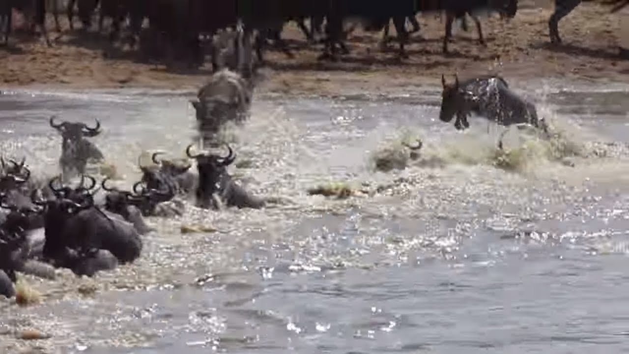 Wildebeest migration crossing the Mara River at crossing points 2-8 - Part 4