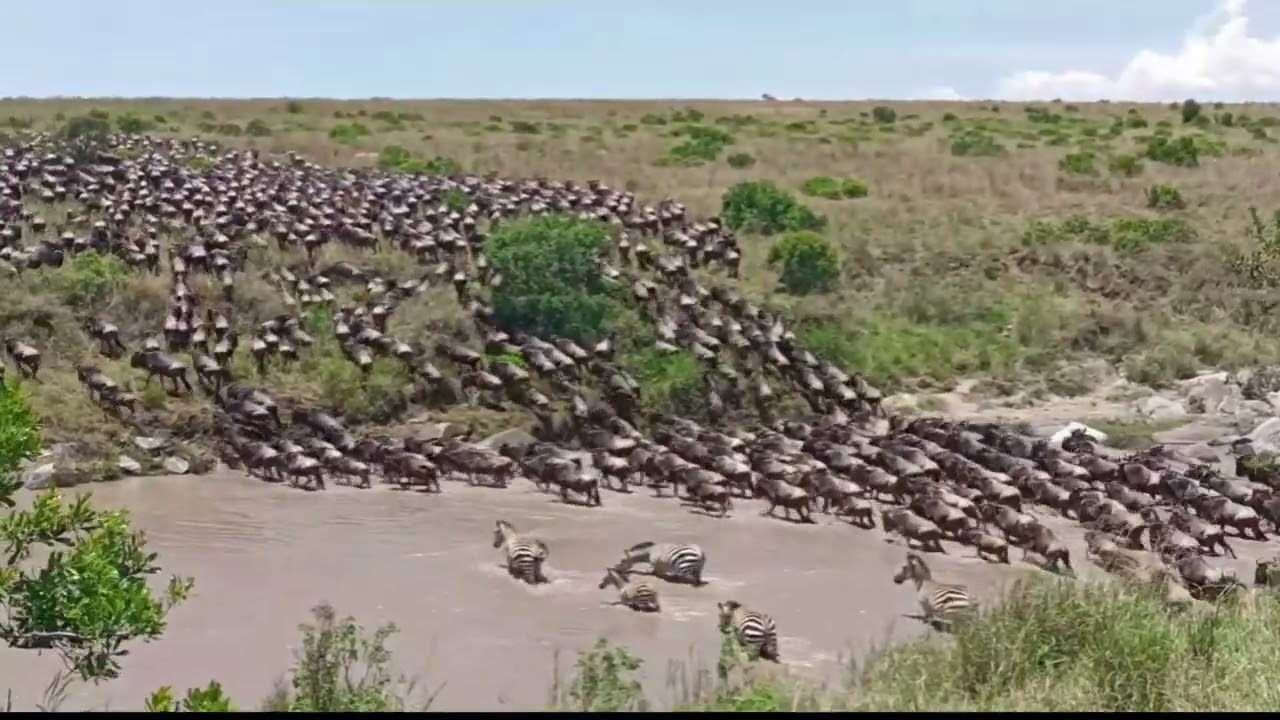 Megaherd spotted crossing the Sand river!