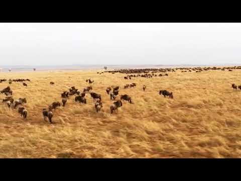 Great migration from a bird's eye view in a hot air balloon