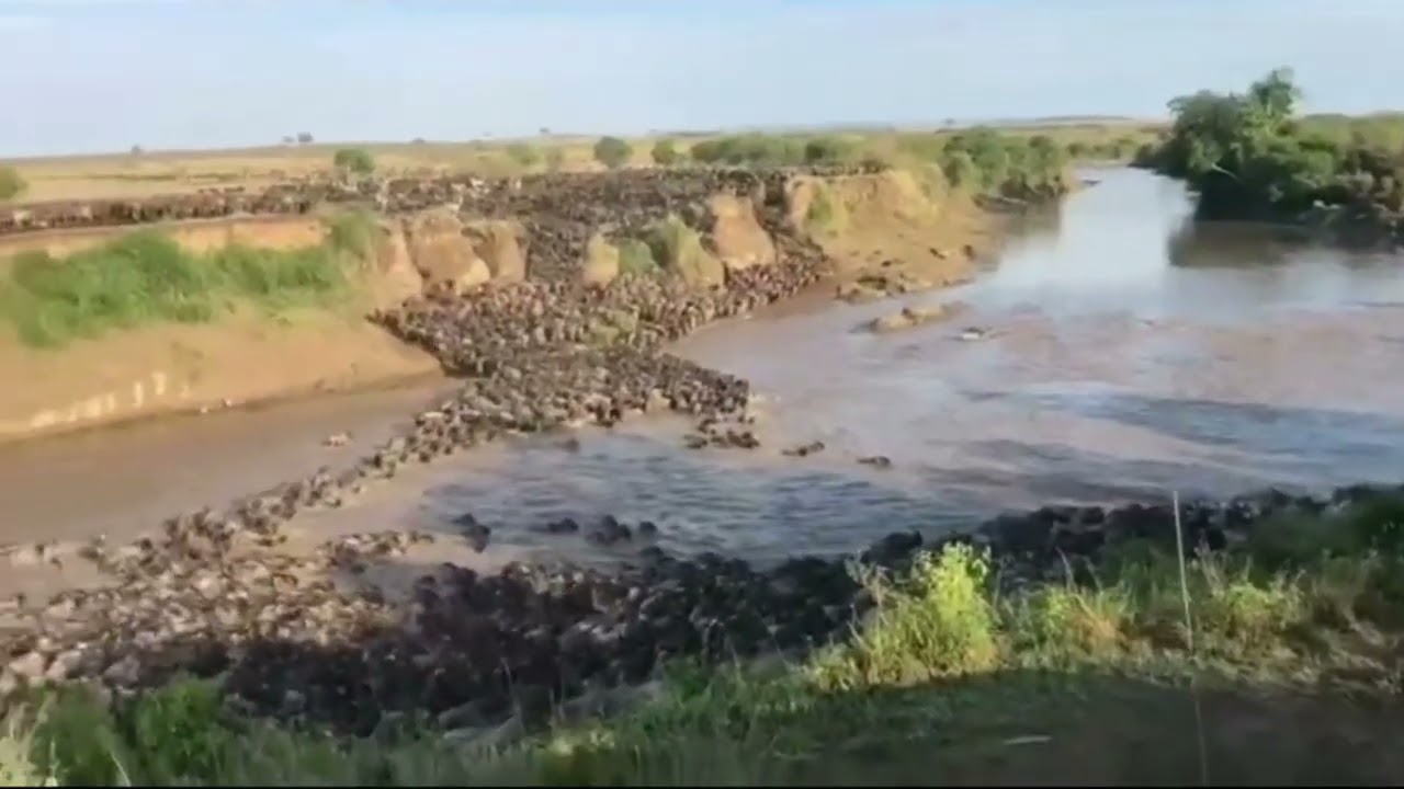 Megaherd crosses the Mara river near Lookout Hill!