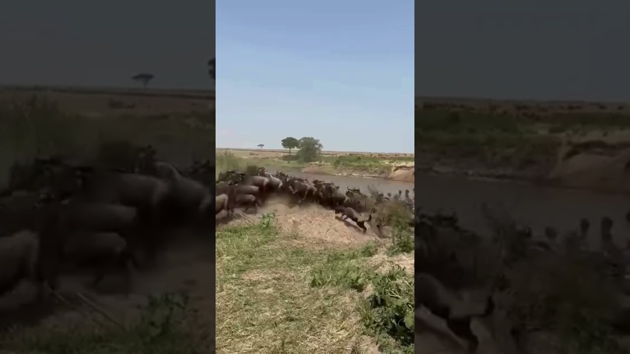 Huge wildebeest herd spotted near the Entim Crossing on the Mara River!