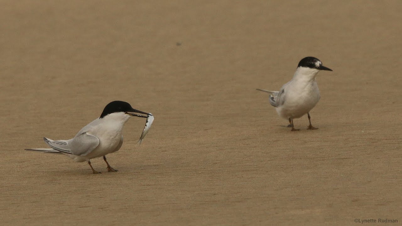 Damara Tern courtship display with a little fish as a gift to the female