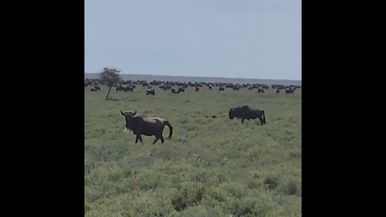 Wildebeest in Southern Serengeti for Calving Season