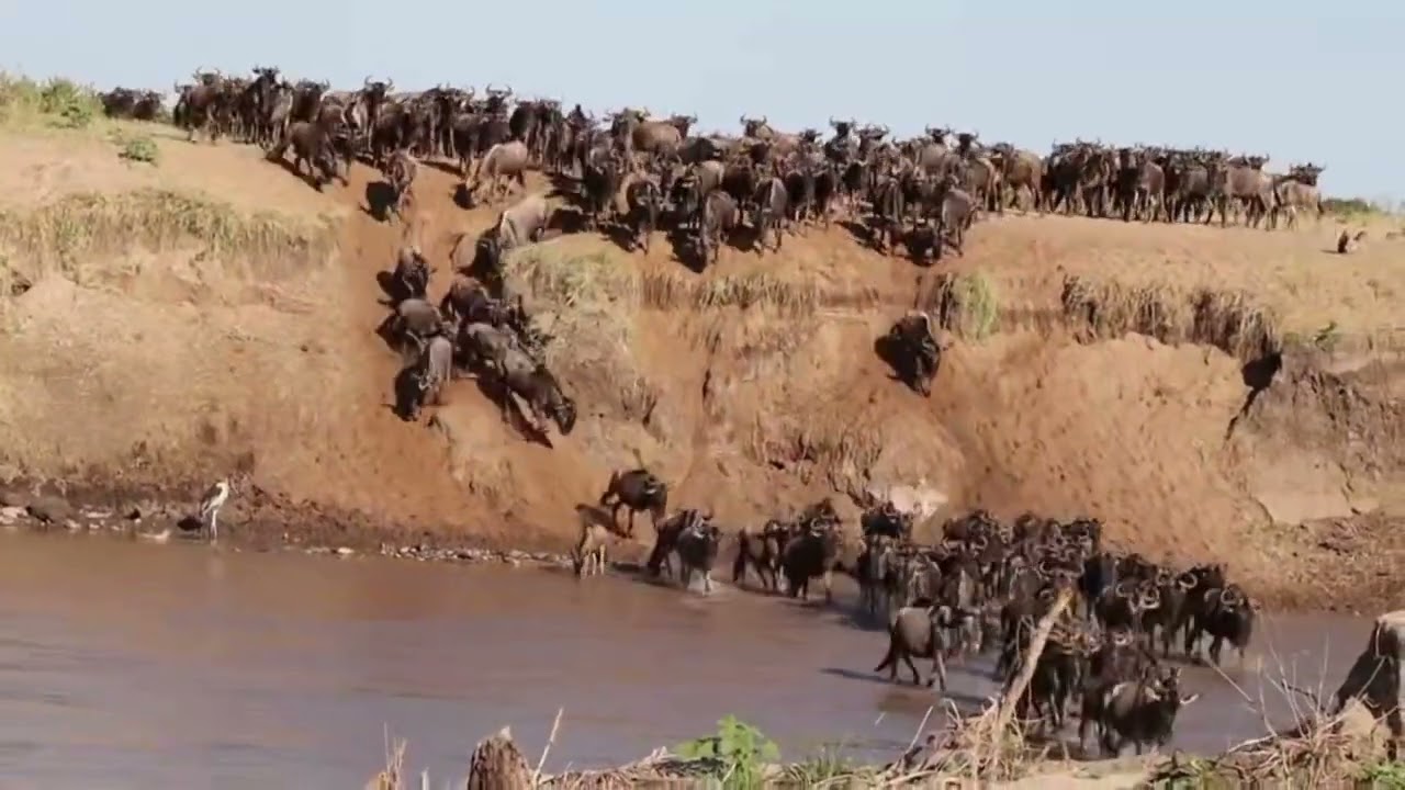 Wildebeest herd crossing the Sand River at Crossing nr. 1!