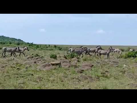 Zebras crossing Kaburu crossing point in the Masai Mara