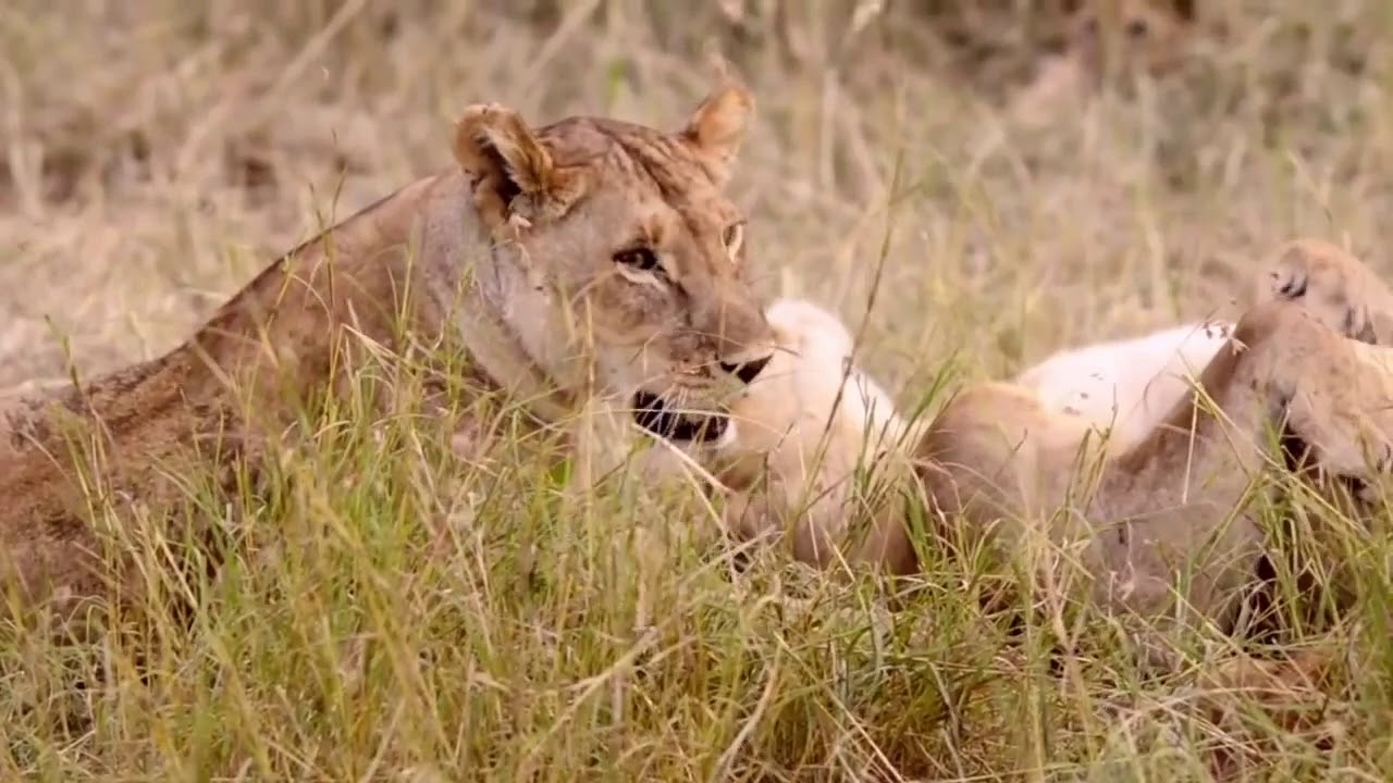 Tanzania wildlife and cultural safari