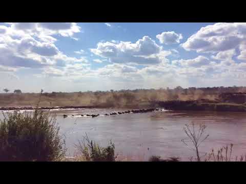 Wildebeest Migration captured in front of Lemala Mara Tented Camp