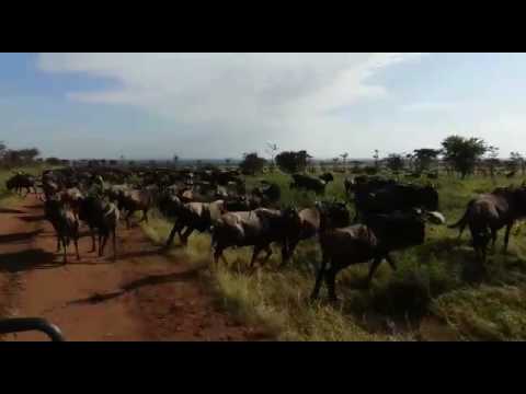 Wildebeest herds on the Togoro Plains - Ranger Safaris - Part 3.