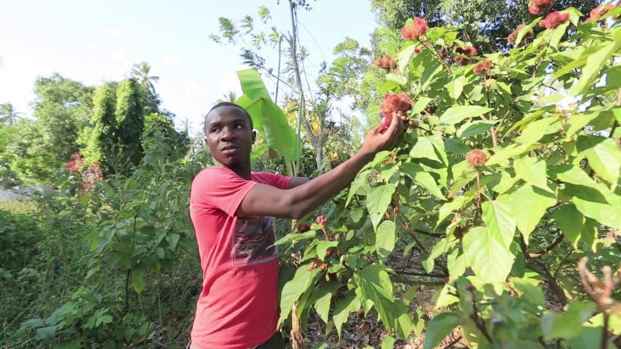 Special on Zanzibar - Dubai City 7 TV