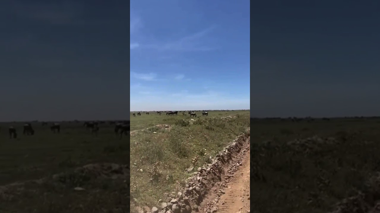 Adorable Calves spotted near Golini in Tanzania's Southern Serengeti