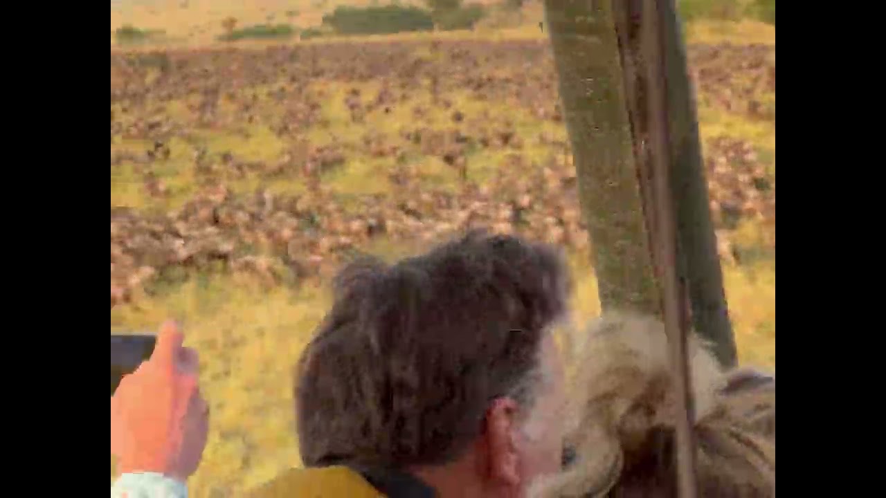 Massive herd spotted from above!