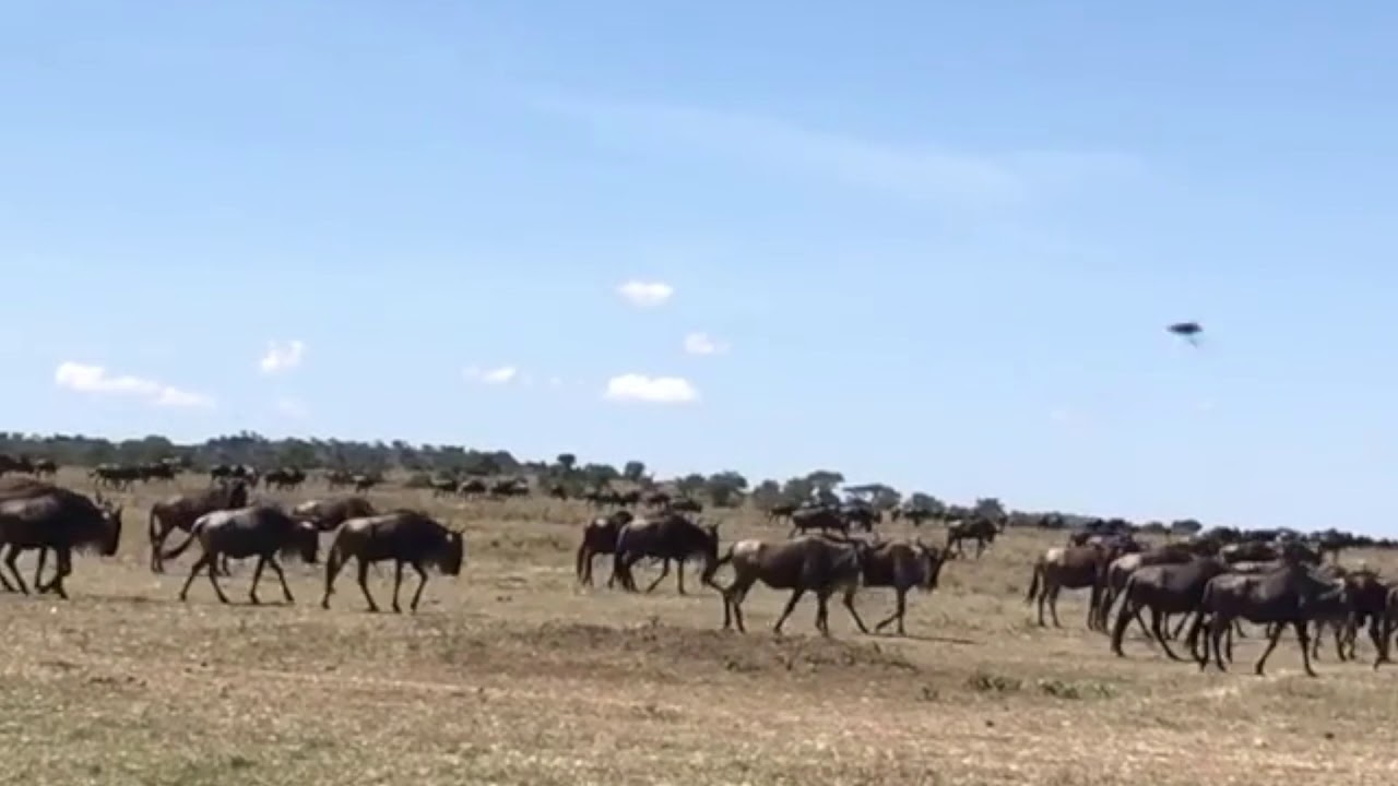 Latest #HerdTracker update: Big thunderstorm and heavy rainfall continue