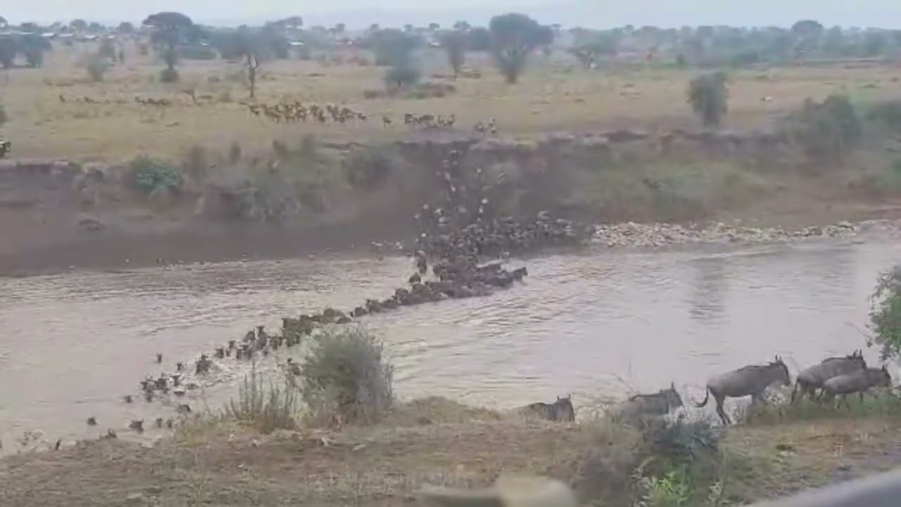 Wildebeest herds crossing at 0A!