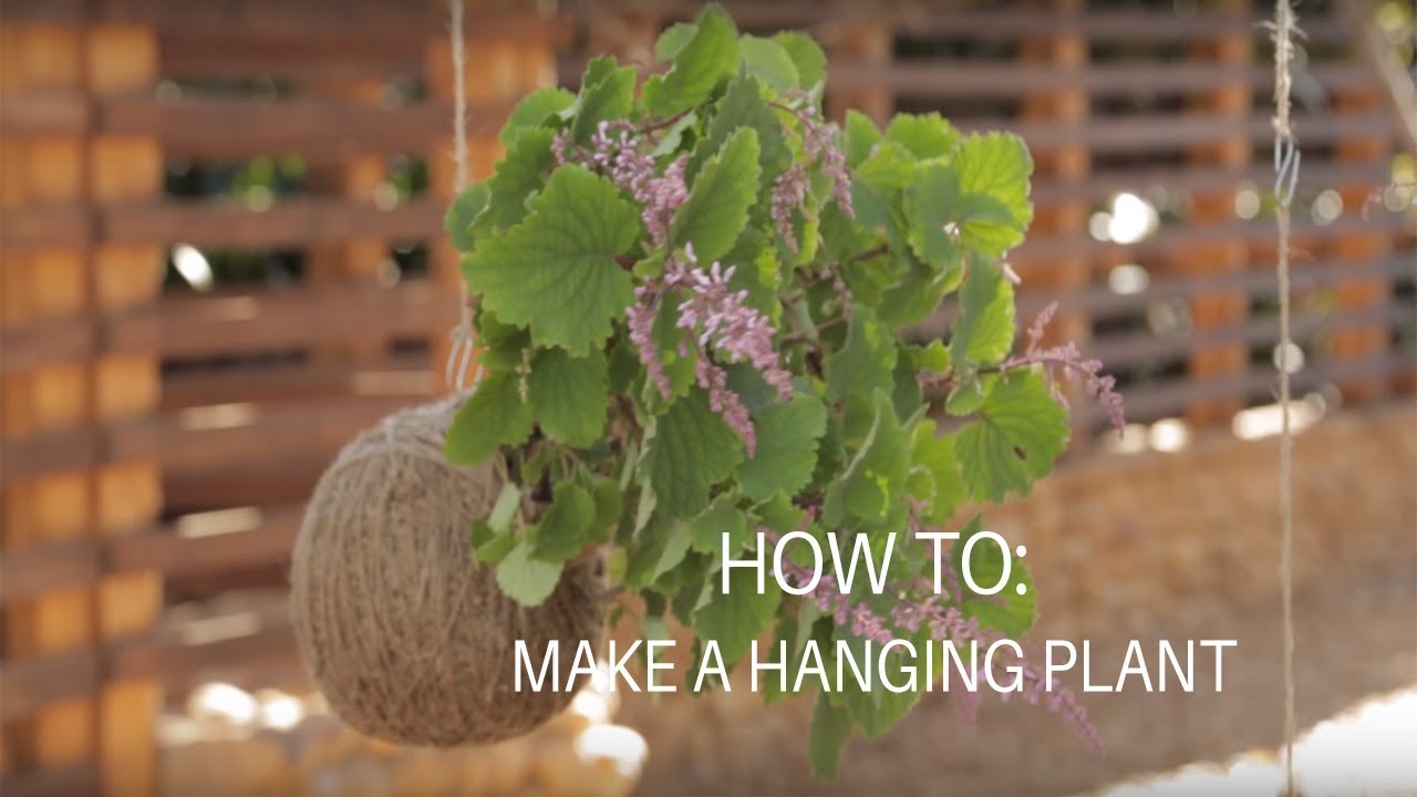 How To: Make a Hanging Plant