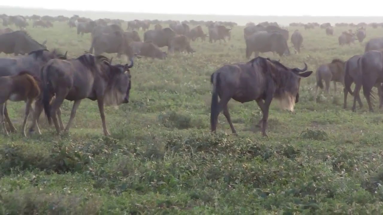 The Great Wildebeest Migration following the rain storms in the Ndutu