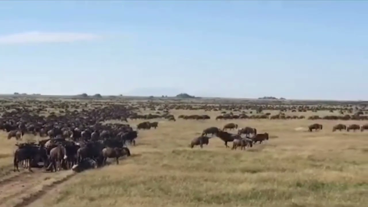 Huge wildebeest herd grazing near Gol Kopjes!