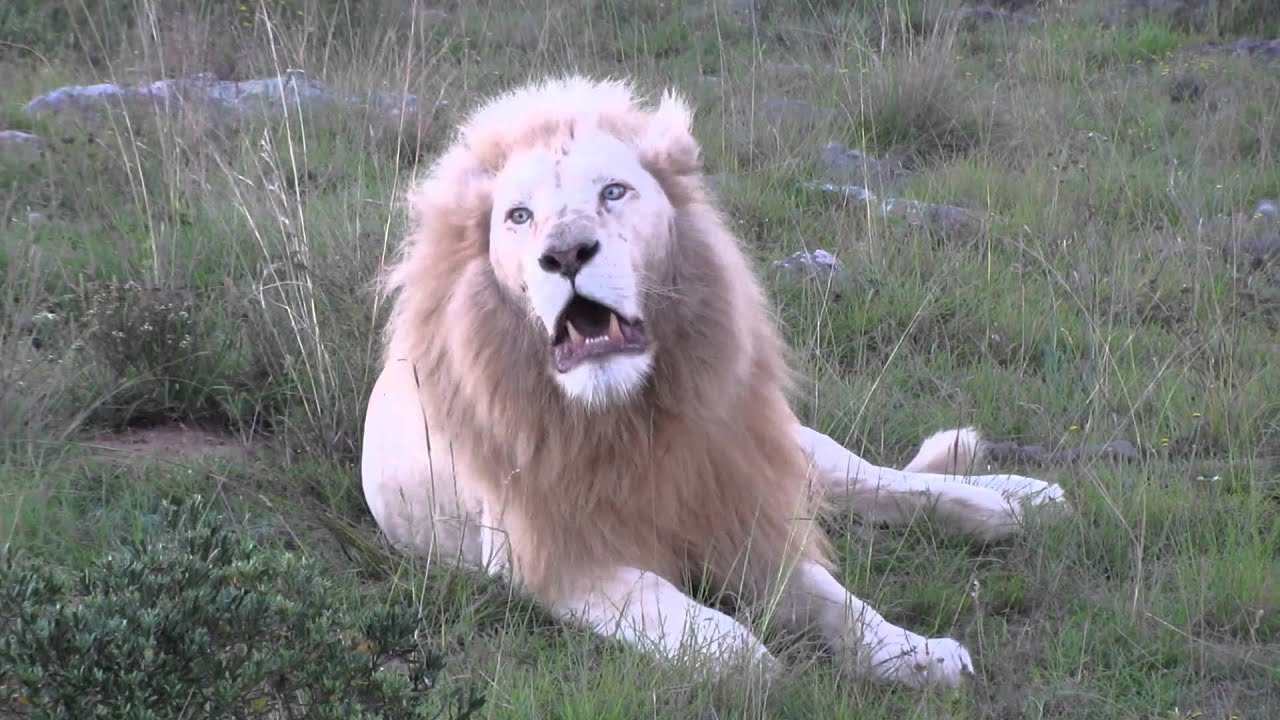 White Lion at Pumba Private Game Reserve