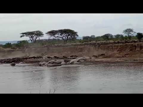 Herd spotted crossing the Mara river at no 7