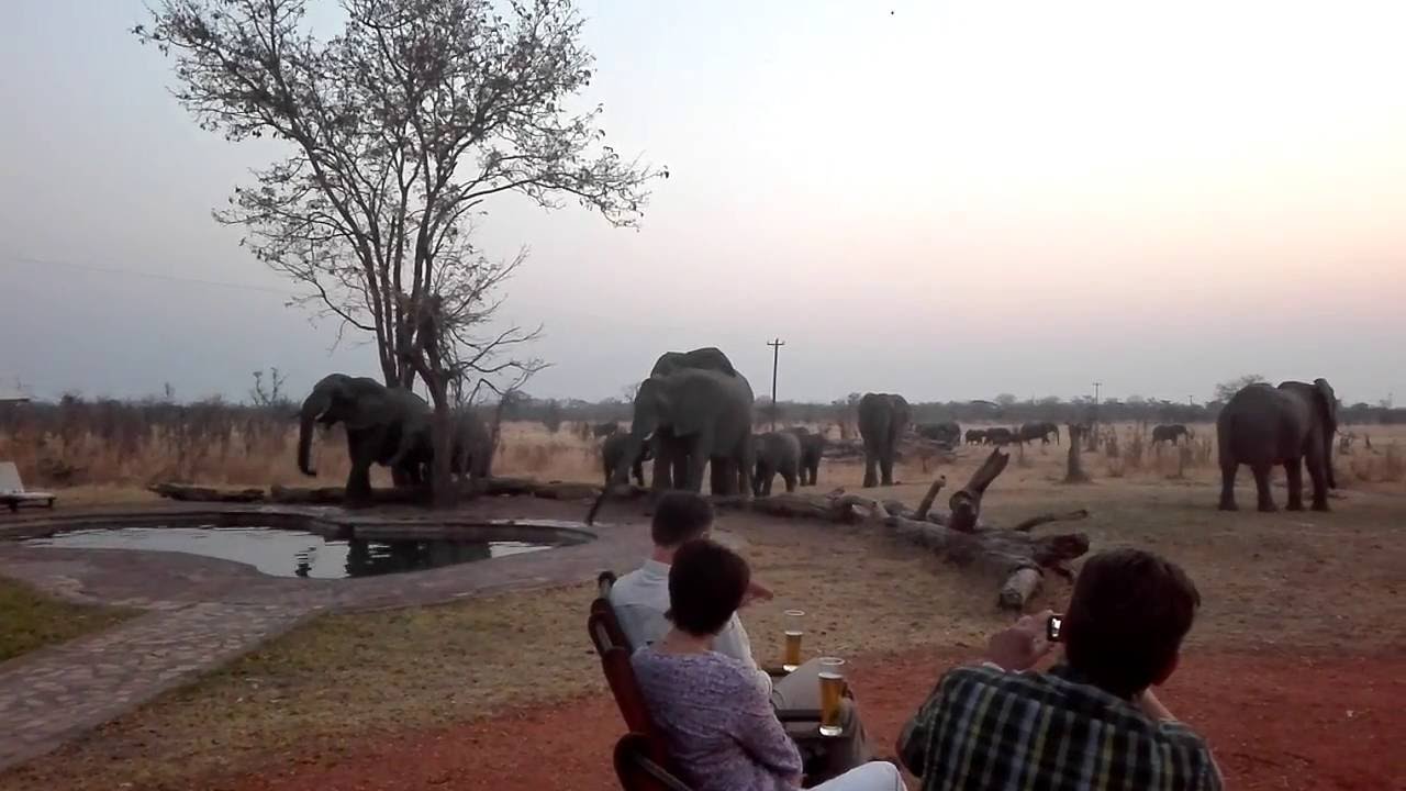A 100 Thirsty Elephants!