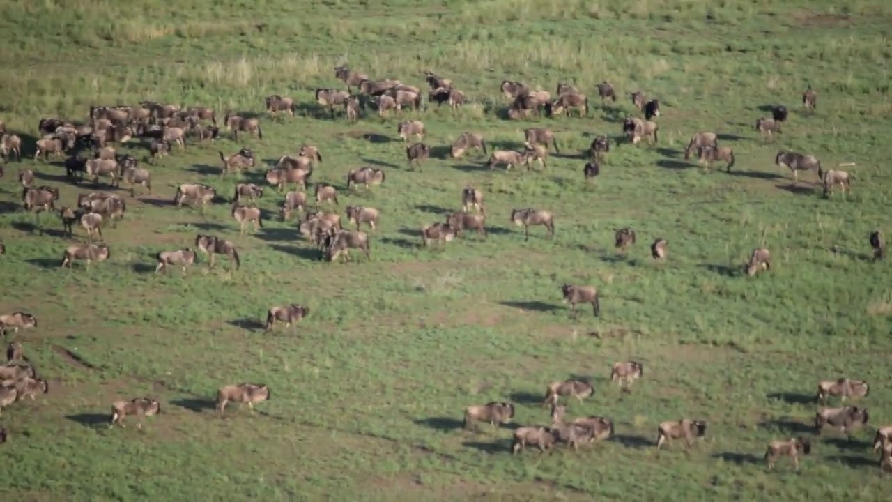 Magical spectacle of wildebeest and zebra from a balloon safari