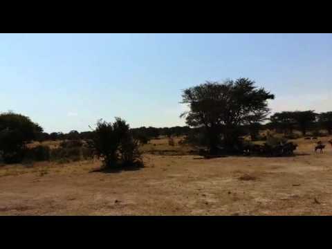 Wildebeest migration gathering at the Mara River