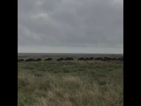 Wildebeest Migration in the Ndutu area