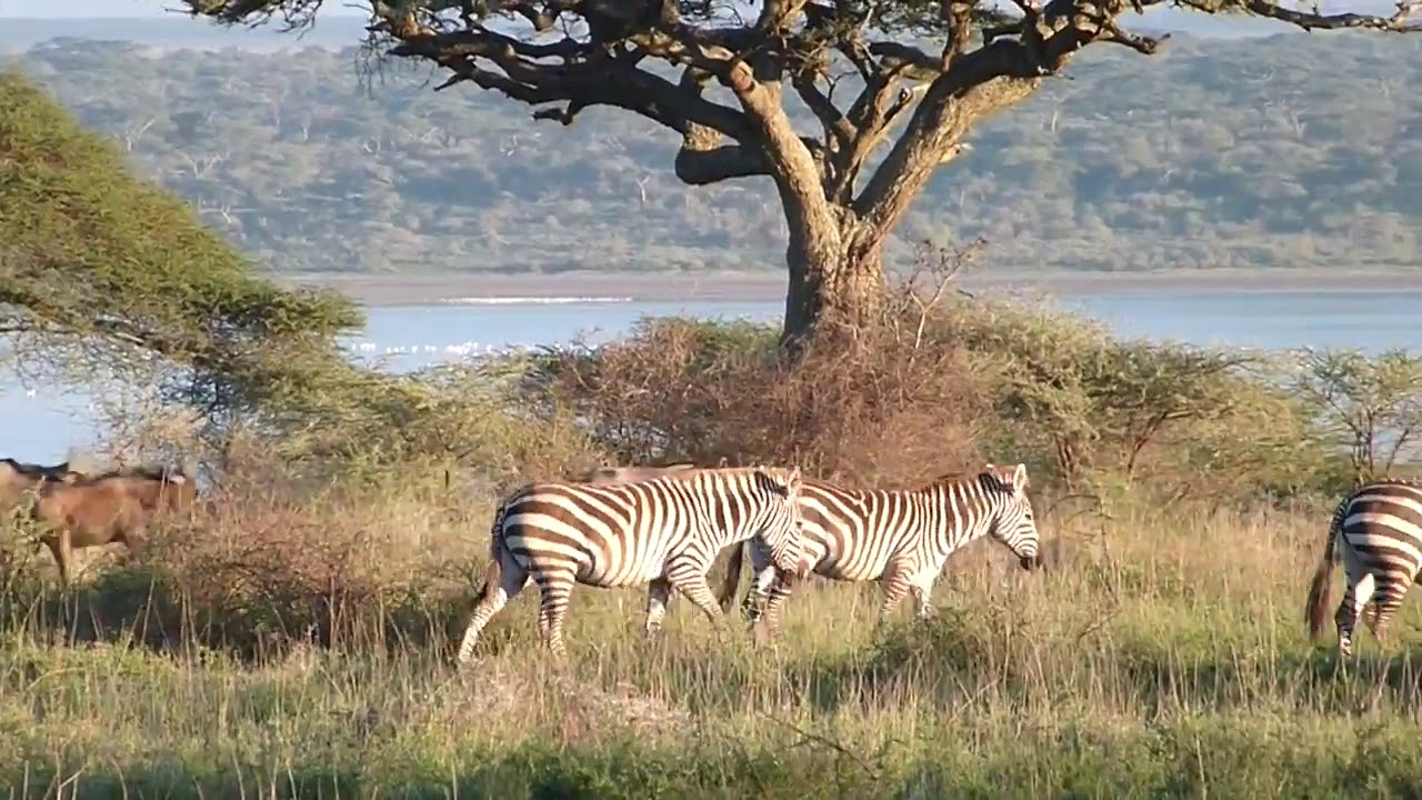 Migration Calving in the Ngorongoro Conservation Area