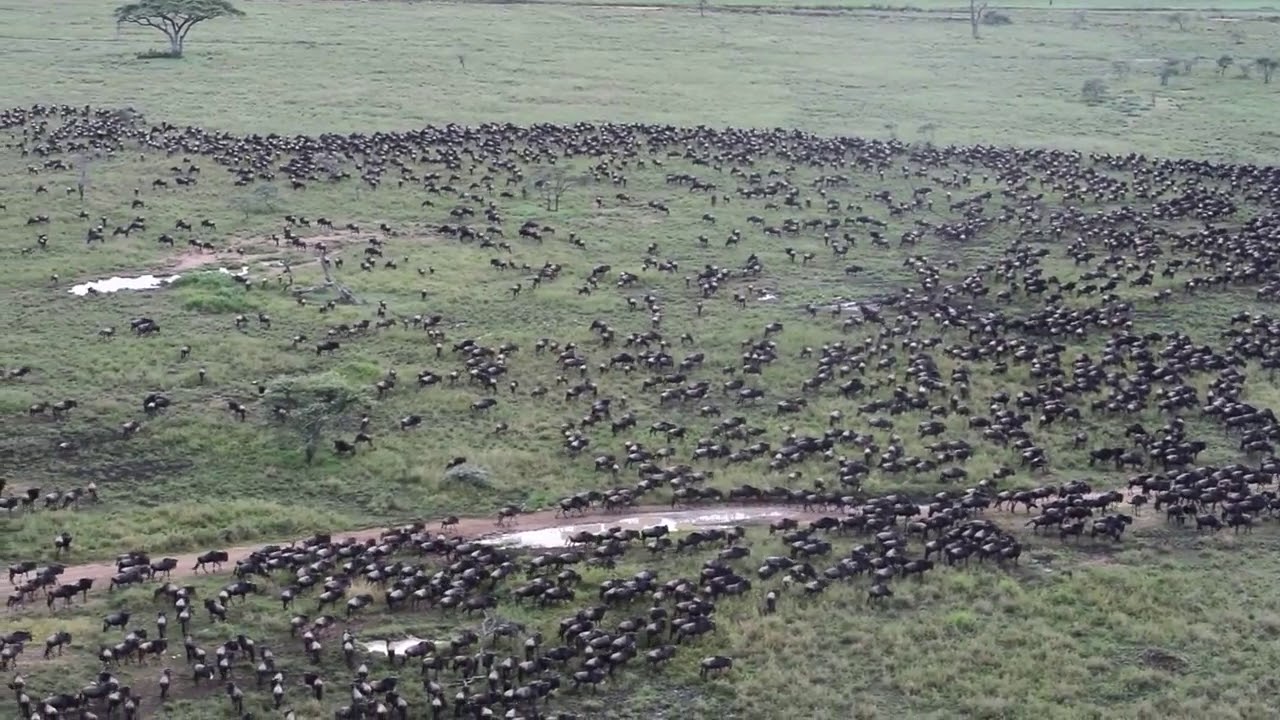 Thousands of herds from a bird's eye in a hot air balloon over the Ndutu plains