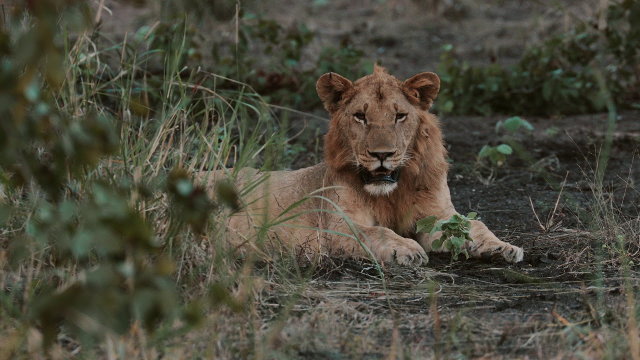 Singita Pamushana Lodge