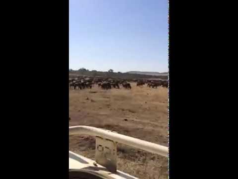 The herds have merged. Lots of movement. Crossings are expected. #MaraLive #MakeItKenya