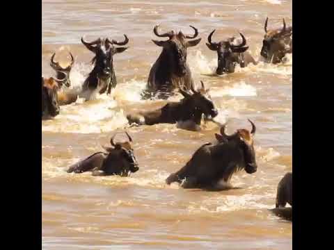 Latest #HerdTracker update: Makutano crossing last crossing of the season