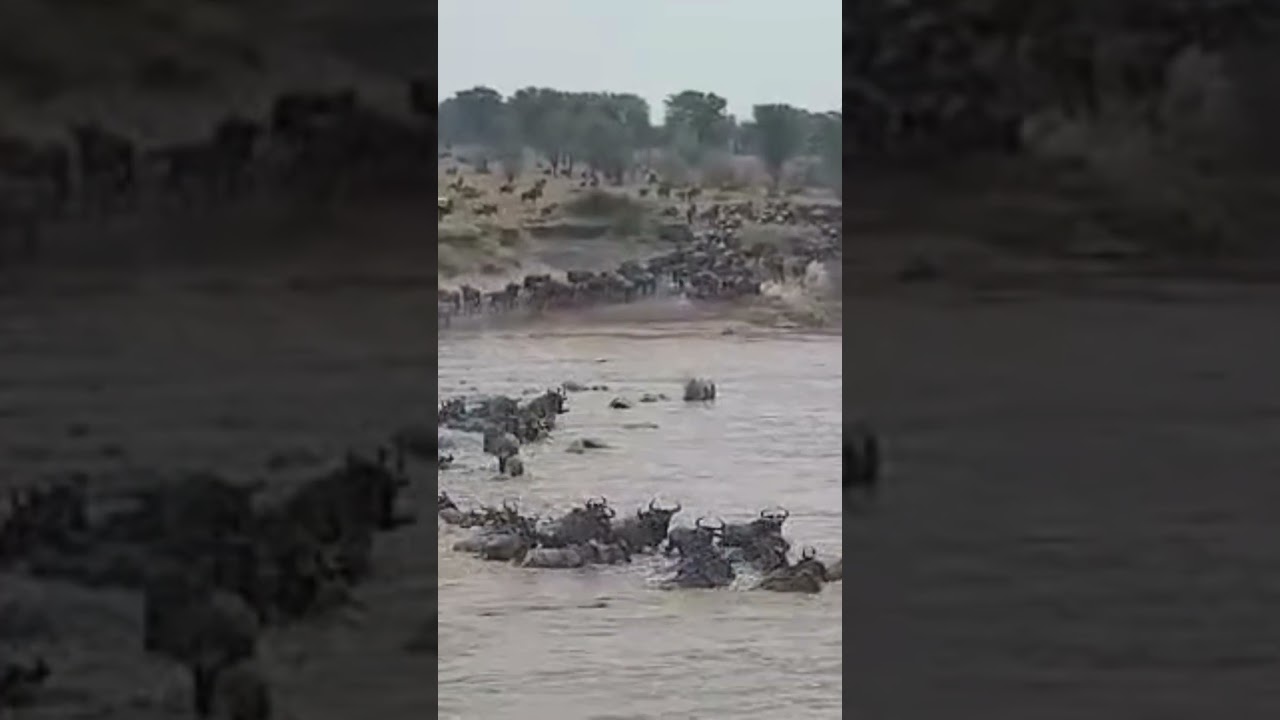 Wildebeest crossings continue at number 3!